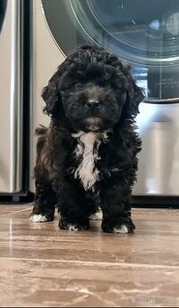 Maltipoo cavapoo Cockapoo pudel