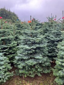 Vianočné stromčeky