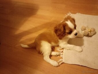 Cavalier Charles King Spaniel - 1