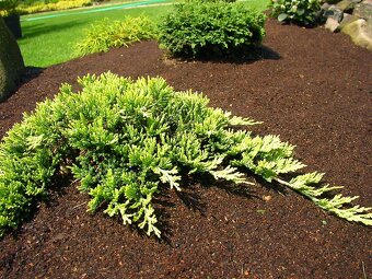 Predám prebytky rastlín borievka pobrežná golden carpet