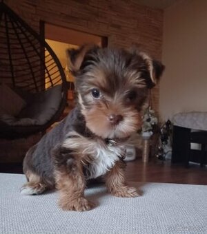 Yorkshire terrier