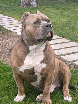 American Bully krytie