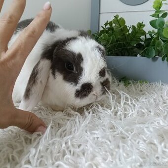 Minilop samička chovná