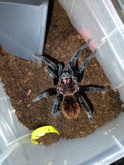 Vtáčkare, sklipkany, tarantula