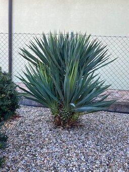 Yucca gloriosa kmienkova- mrazuvzdorná