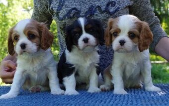 Cavalier king Charles spaniel s PP