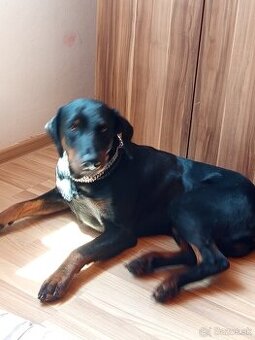 Ponúkam na krytie dobermana