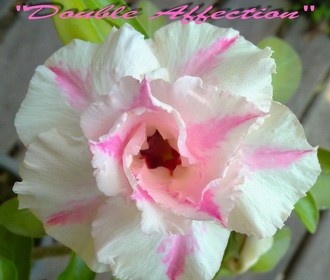 Adenium obesum - semená