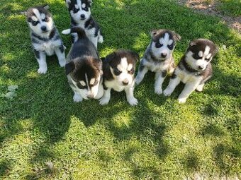 Šteniatka sibirský husky