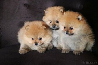 Predám fenku - pomeranian/nemecký špic