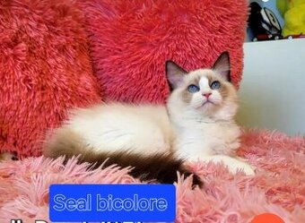 Hladam macky Ragdoll