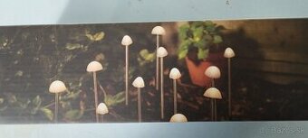 Solárne osvetlenie hríbiky