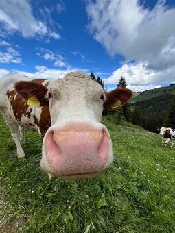 Predám kravu – zdravá, dojná, okamžite k odberu (Nižna)