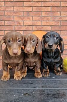 Jazvečík trpasličí