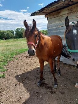 Arabský plnokrvník žrebec