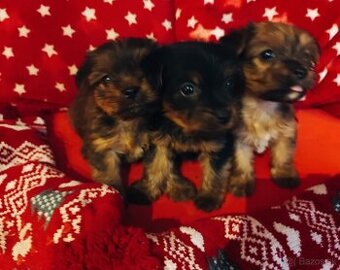 Predaj yourkshire teriér