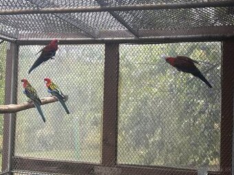 Rozela pestrá,Červený Penant