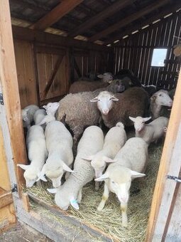 Predám jahňatá - jahničky