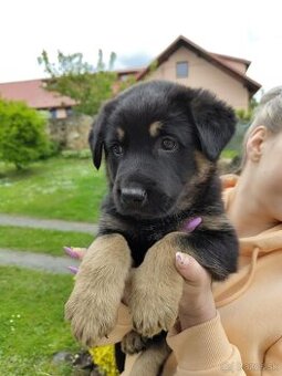 Šteniatka Nemeckého ovčiaka
