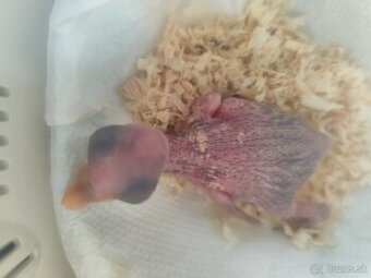 Eclektus polychloros