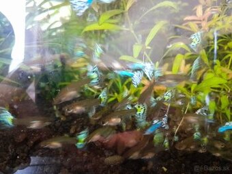 Japan Blue White Mosaic guppy