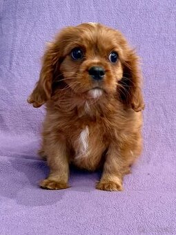 Cavalier King Charles Spaniel - fenka ruby - PP(FCI)