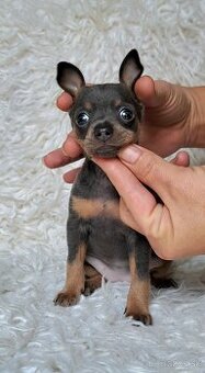 Rusky toy hladkosrsty s PP FCI