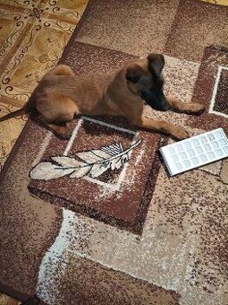 Belgický ovciak malinois