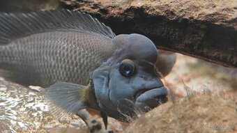 Africké riečne cichlidy - 1