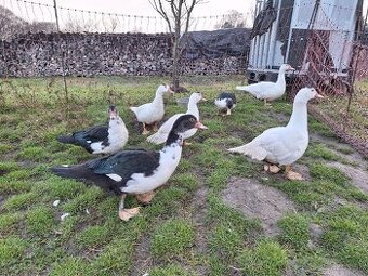 Predám pižmové (čínske) kačice / káčerov