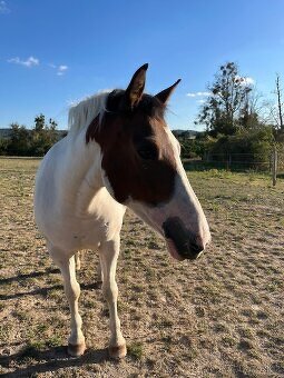 Hodný pony pro děti