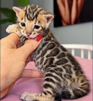 Čistokrvné bengálske mačiatka