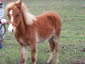 Welsh Pony A/SŠP - 1