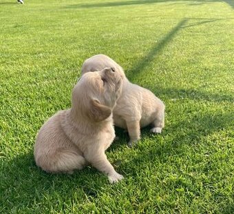 Zlatý retriever x labrador šteniatka