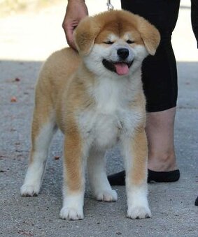 Akita inu - šteniatka 2 fenky s FCI/AKIHO rodokmeňom