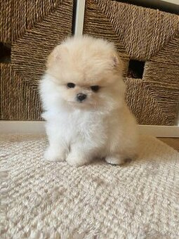 Pomeranian - 1