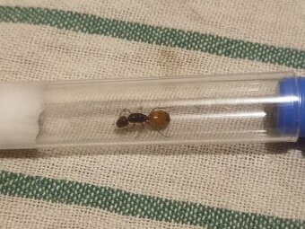 Camponotus fedtschenkoi