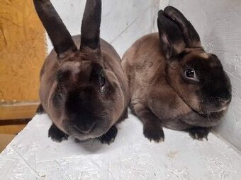 Predám mini rex kuni hnedý