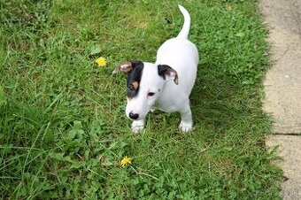 Jack russel