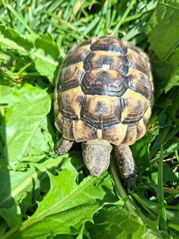 Suchozemská korytnačka