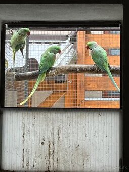 Chovny pár Akexander veľký 