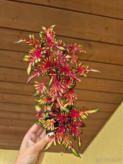 Koleus - africká žihľava (Coleus), semena, řízky