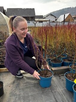 Sadenice čučoriedky kanadské a brusnice