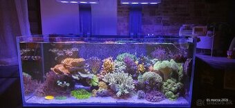 Morske akvarium dohodou