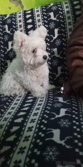 Mini maltezak