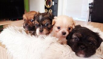 Tibetskỳ spaniel
