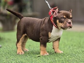 American bully