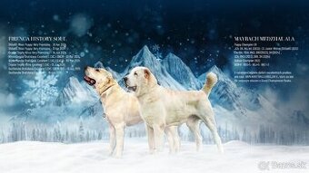 Stredoázijský ovčiak