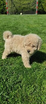 Pudel pudlik kupím toy trpasličí