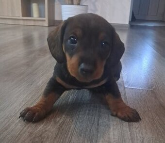 Predám šteniatka jazvečík.